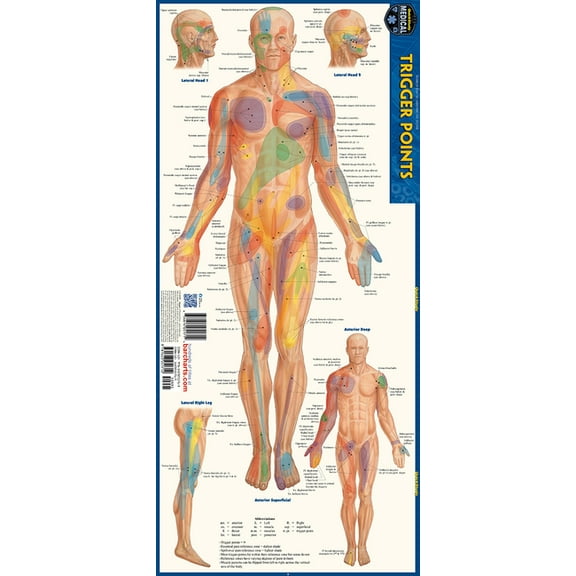 Trigger Points: A Quickstudy Laminated Anatomy Reference Guide, (Paperback)