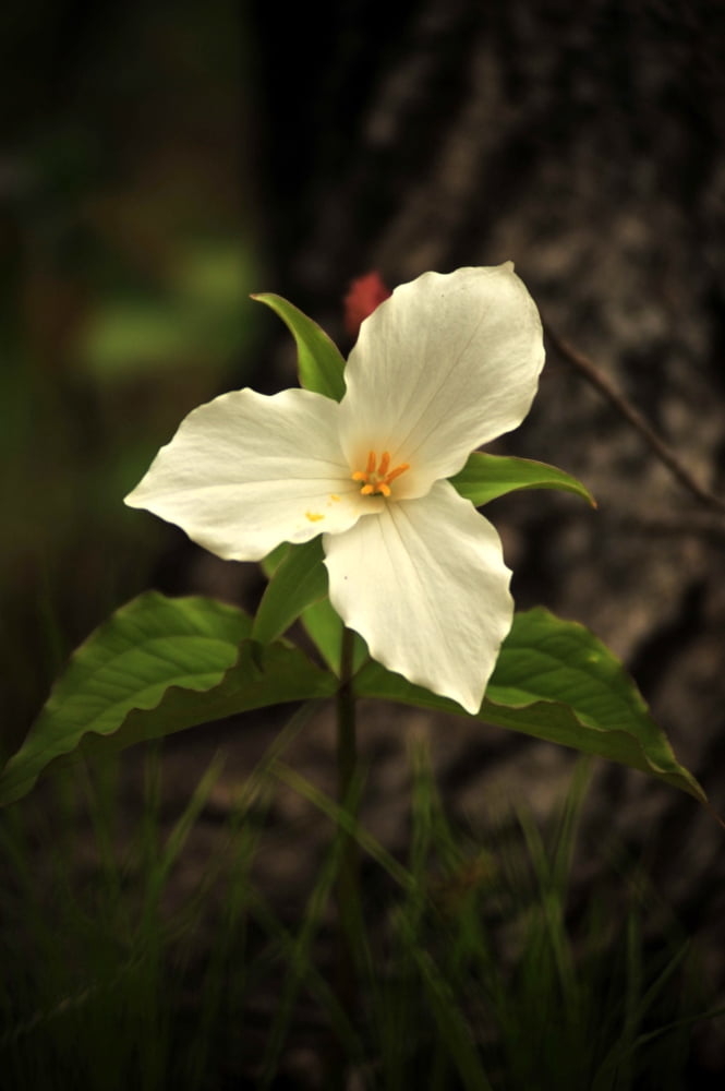 Trillium Canvas Art - Doug Ohman (12 x 18)