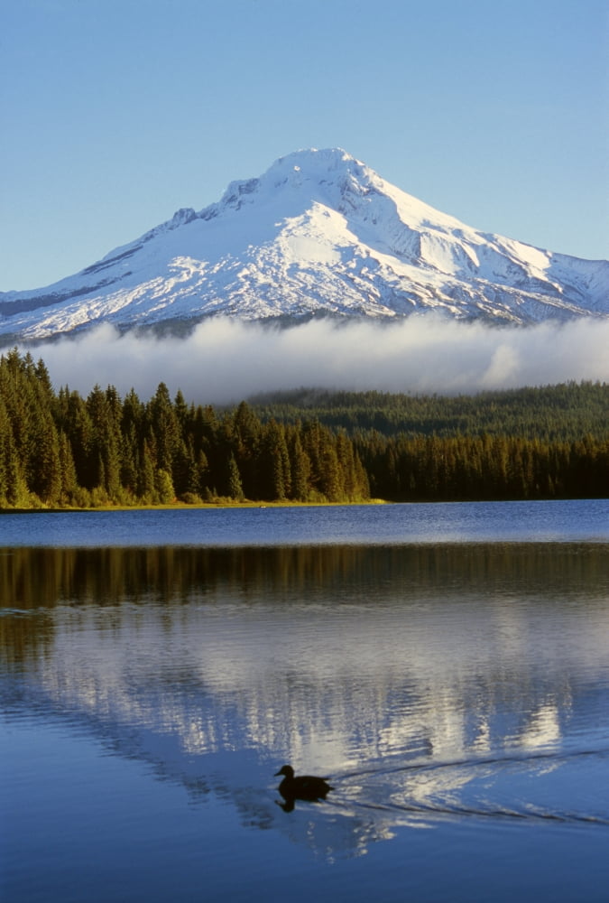 Trillium Lake With Mount Hood Reflection Mount Hood National Forest Canvas Art - Dan Sherwood Design Pics (12 x 18)