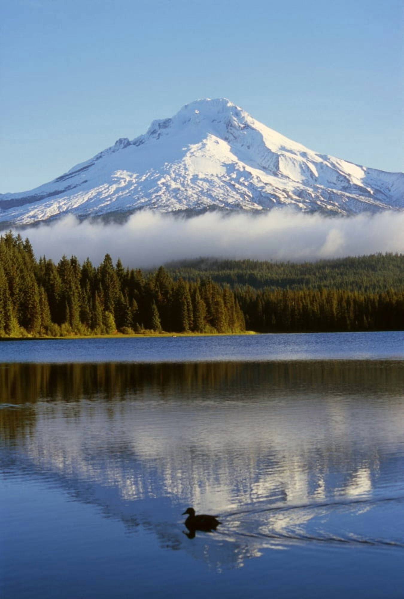 Trillium Lake With Mount Hood Reflection Mount Hood National Forest Canvas Art - Dan Sherwood Design Pics (24 x 36)