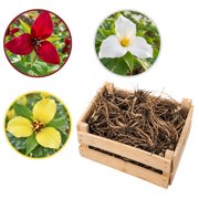 Trillium Wood Lily Bulbs - 15 Dormant Red White Yellow Mix for Partial Shade Wildflower Garden