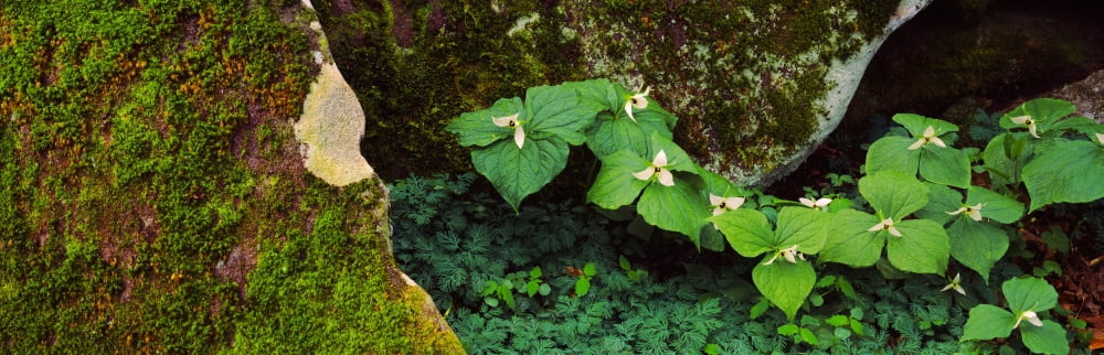 Trillium wildflowers on plants Great Smoky Mountains National Park Gatlinburg Sevier County Tennessee USA Canvas Art - Panoramic Images (36 x 12)
