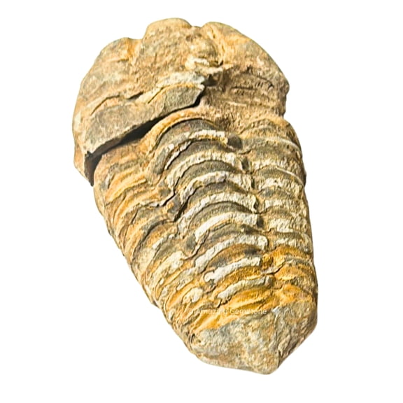Trilobite Fossil  Genuine Fossil Specimen from Morocco for Collection & Display (3 Inch)