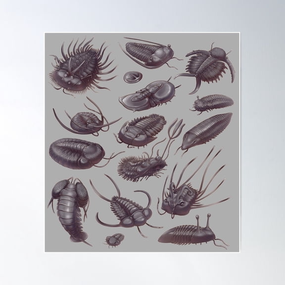 Trilobite Fossils Poster Wall Art, Modern Wall Decor For Living Room Bedroom, 8x12 UNFRAMED