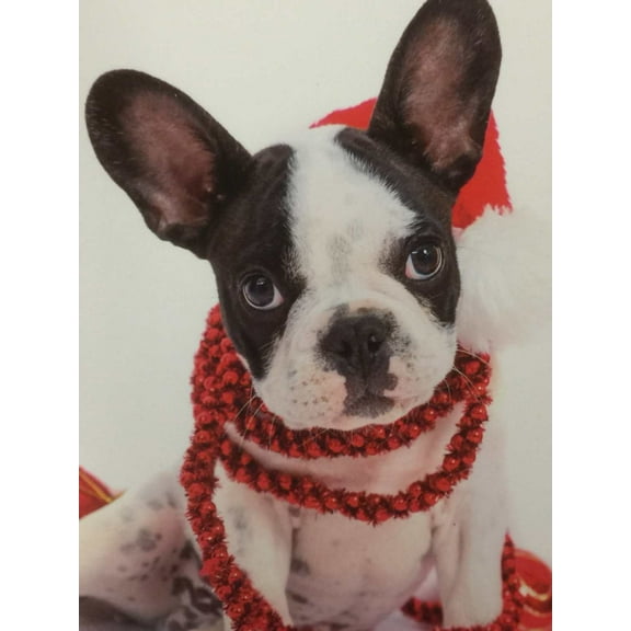 Trimmerry Festive Frenchie French Bulldog Christmas Cards Dog in Santa Hat