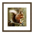 thumbnail image 1 of Trimming Red Squirrel Eating Forest Nature Photo 8X8 Inch Square Wooden Framed Wall Art Print Picture with Mount, 1 of 4