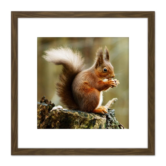Trimming Red Squirrel Eating Forest Nature Photo 8X8 Inch Square Wooden Framed Wall Art Print Picture with Mount