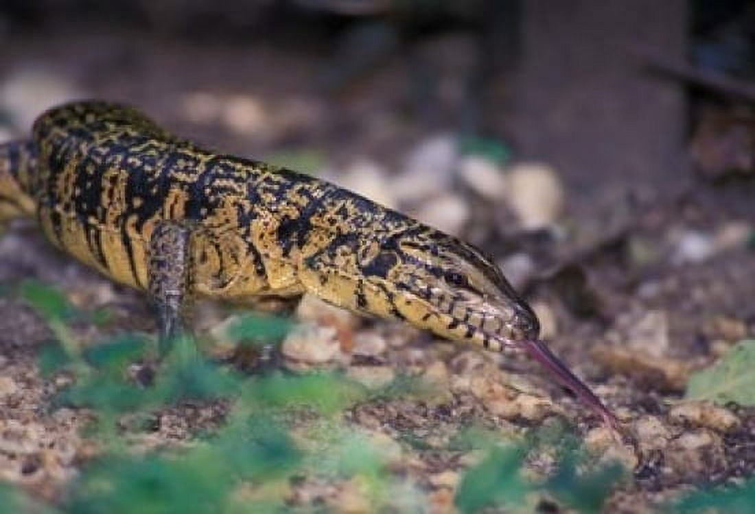 Trinidad Asa Wright Nature Ctr Tiger Lizard Canvas Art - Cindy Miller Hopkins DanitaDelimont (36 x 24)
