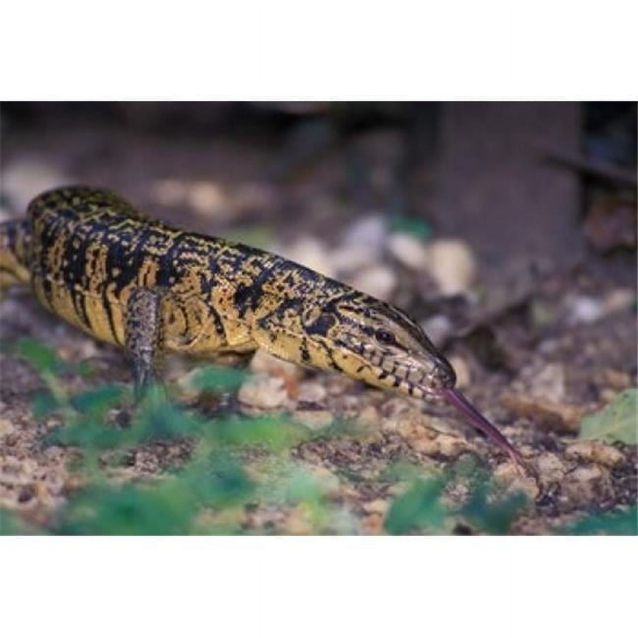 Trinidad Asa Wright Nature Ctr Tiger Lizard Poster Print by Cindy Miller  Hopkins - 26 x 18 in. - Walmart.com, image size:1300x1300