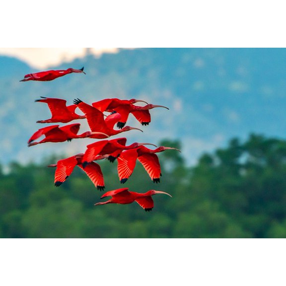 Trinidad-Caroni Swamp. Scarlet ibis birds in flight. Poster Print - Gallery Jaynes (24 x 18)
