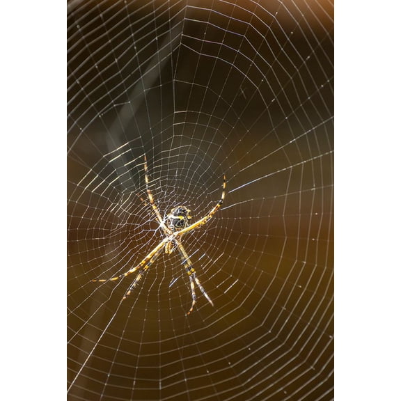 Trinidad. Orb weaver spider and web in Yerette. Poster Print - Gallery Jaynes (24 x 36)