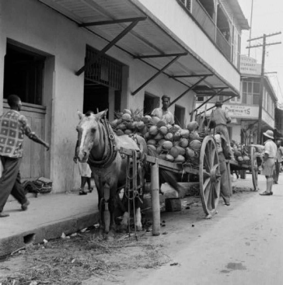 Trinidad and Tobago Trinidad Coconuts on horsedrawn carts Canvas Art - (18 x 24)