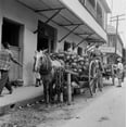 thumbnail image 1 of Trinidad and Tobago, Trinidad, Coconuts on horsedrawn carts Poster Print (18 x 24), 1 of 1