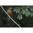 thumbnail image 1 of Trinidad motmot Poster Print by Ken Archer, 1 of 3