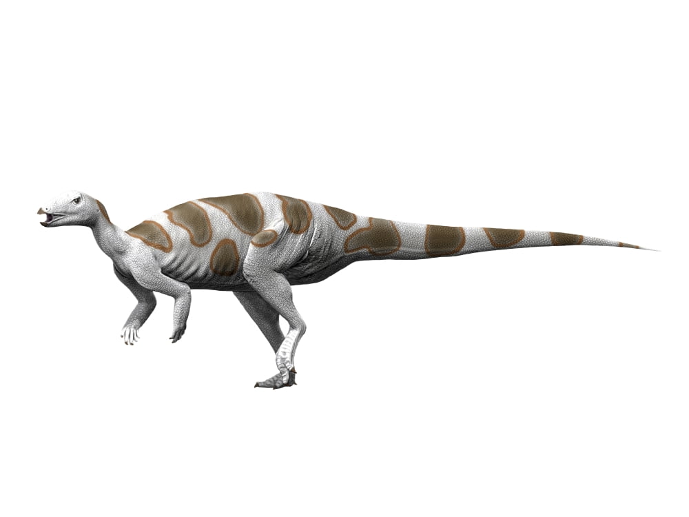 Trinisaura santamartaensis Late Cretaceous of Antarctica Canvas Art - Nobumichi TamuraStocktrek Images (33 x 25)