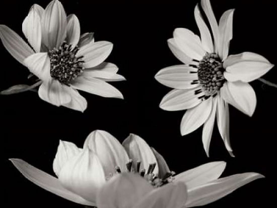 Trio I Canvas Art - Jim Christensen (18 x 24)