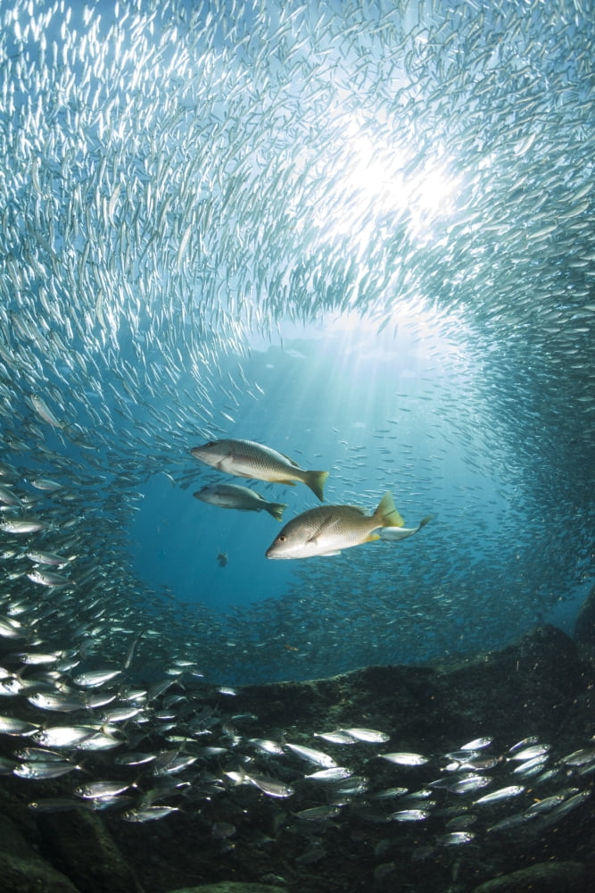 Trio of snappers hunting for bait fish La Paz Mexico Canvas Art - Todd WinnerStocktrek Images (23 x 35)