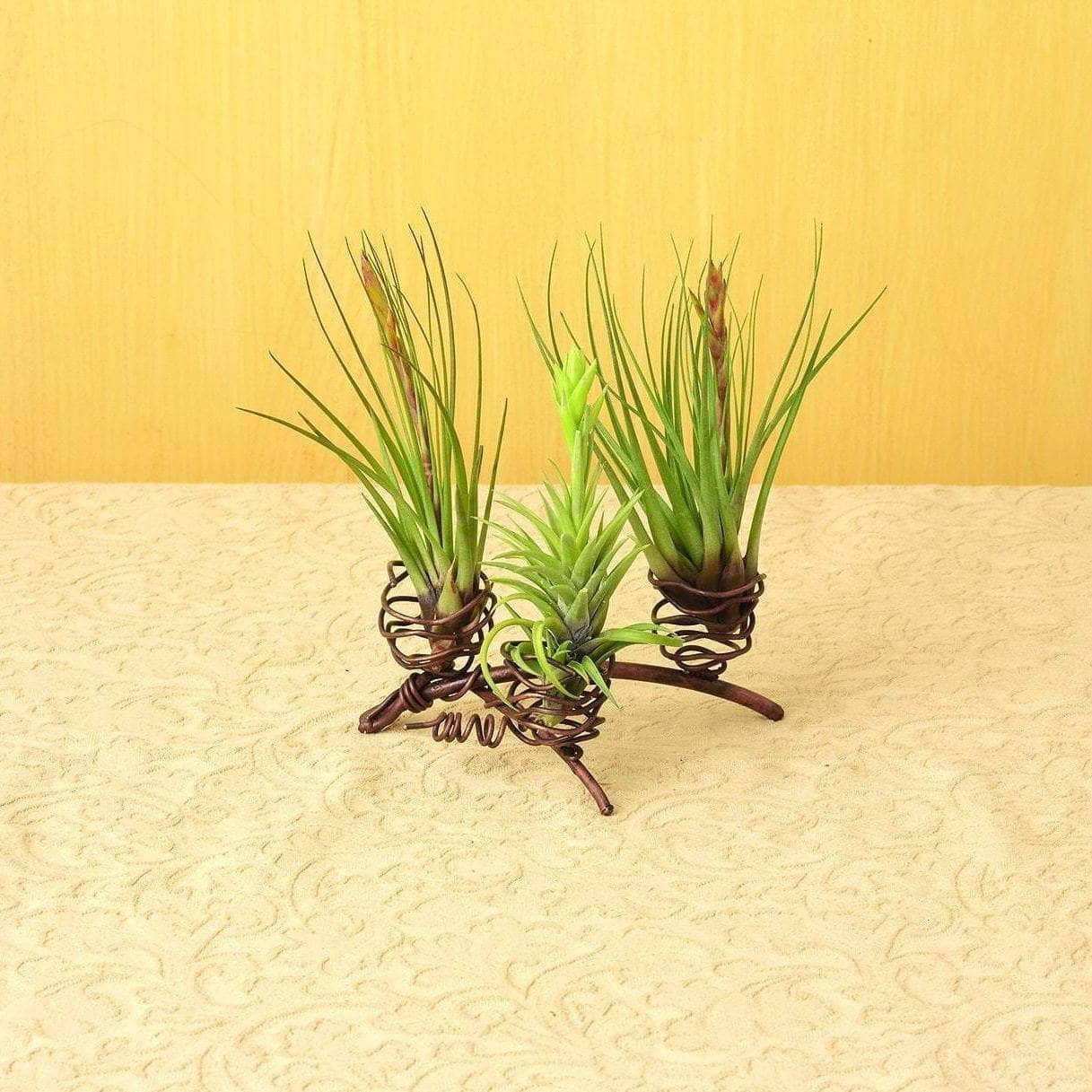 Antiqued Copper Triple Air Plant Holder with Steel Wire
