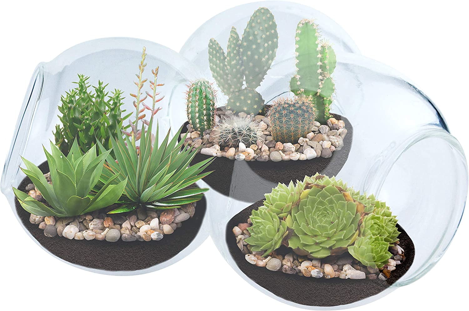 Triple Bubble – Cacti/Sedum/Succulents | Create a Miniature Desert in a ...