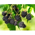 thumbnail image 1 of Triple Crown BlackBerry Plant - Live Plant in a 2 Inch Pot - Rubus - Fruit Trees for The Patio and Garden, 1 of 5