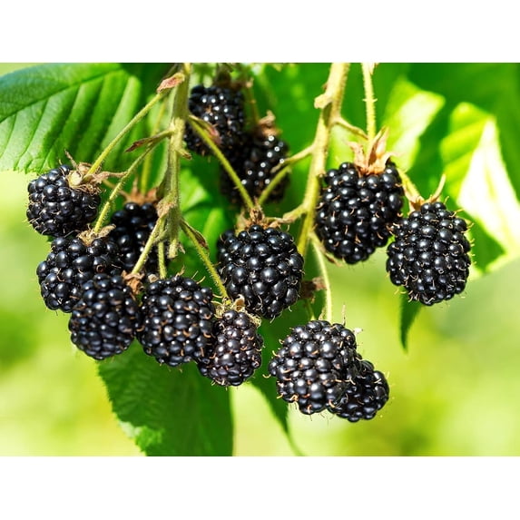Triple Crown BlackBerry Plant - Live Plant in a 2 Inch Pot - Rubus - Fruit Trees for The Patio and Garden