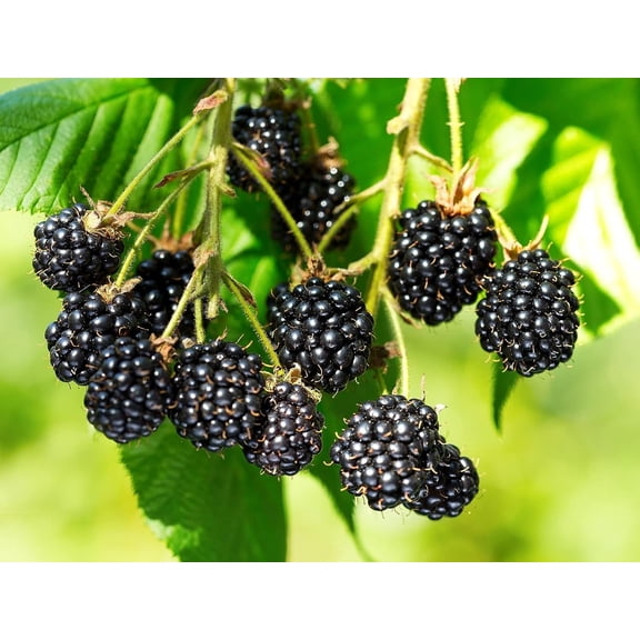 Triple Crown BlackBerry Plant - Live Plant in a 2 Inch Pot - Rubus - Fruit Trees for The Patio and Garden