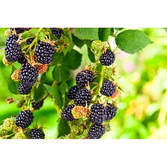 Triple Crown BlackBerry Seedlings 3 Seedling