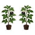 thumbnail image 1 of Triple Crown Blackberry Starter Plants - Set of 2, Thornless Berry Bush, Full Sun, USDA Zones 5 to 9, Ships Bare Root, No Pot, 1 of 8