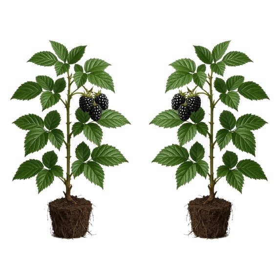 Triple Crown Blackberry Starter Plants - Set of 2, Thornless Berry Bush, Full Sun, USDA Zones 5 to 9, Ships Bare Root, No Pot