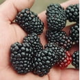 thumbnail image 1 of Triple Crown Thornless Blackberry Plant -  Rubus fruticosus - 3.25" Pot, 1 of 4