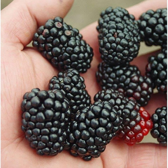Triple Crown Thornless Blackberry Plant - Rubus fruticosus - 3.25" Pot