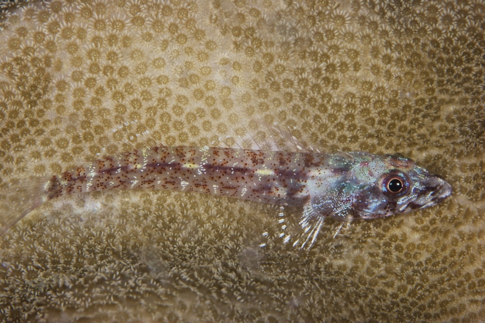 Triplefin Blenny lays on some coral Papua New Guinea Canvas Art - Terry MooreStocktrek Images (35 x 23)
