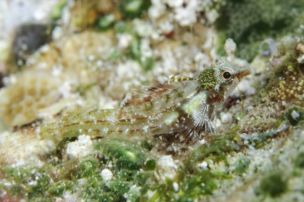 Triplefin Indonesia Canvas Art - Todd WinnerStocktrek Images (35 x 23)