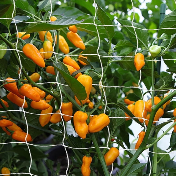 Hengbo Trellis Netting, 5ft X 60ft Garden Plant Growing Netting Heavy Duty Horticultural Climbing Netting Outdoor Growing Netting for Climbing Plants, Fruits, Vegetables, Grapes, Beans - White