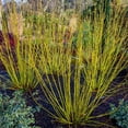 thumbnail image 1 of Tristar Plants 1 gal Yellow Twig Dogwood Live Shrub, 1 of 5