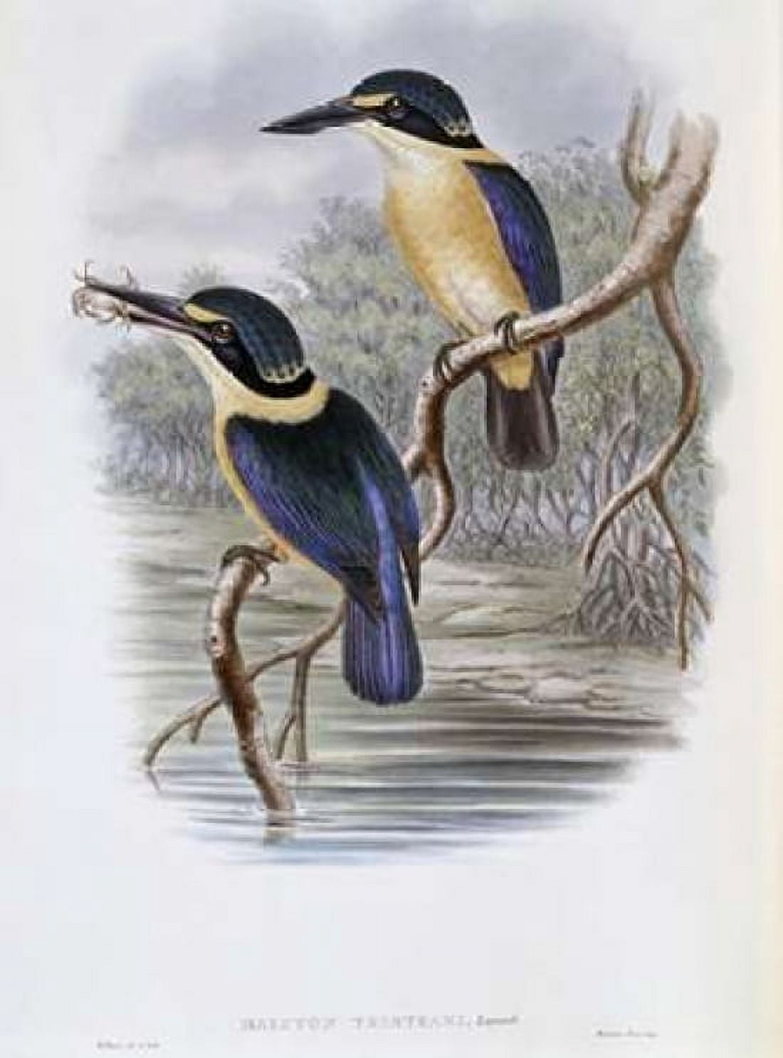 Tristrams Kingfisher Canvas Art - John Glover (18 x 24)