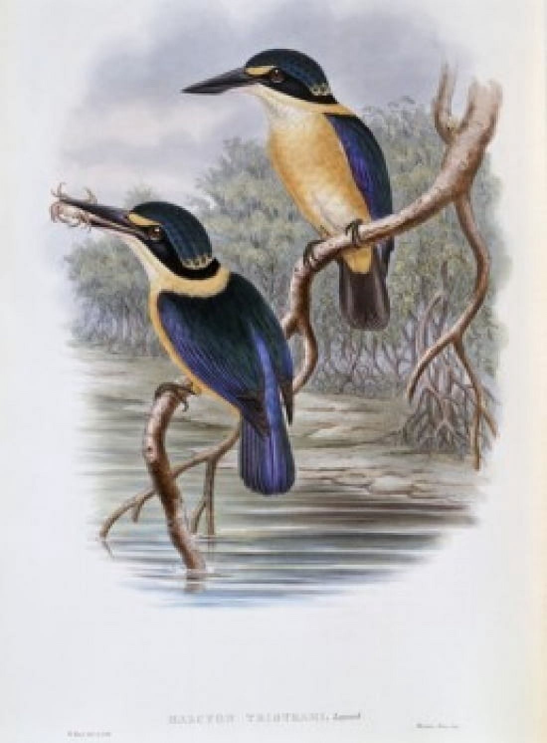 Tristrams Kingfisher John Gould (1804-1881 British) Canvas Art - John Gould (18 x 24)