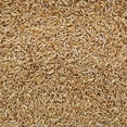 thumbnail image 1 of Triticale Kernels, 1 of 1