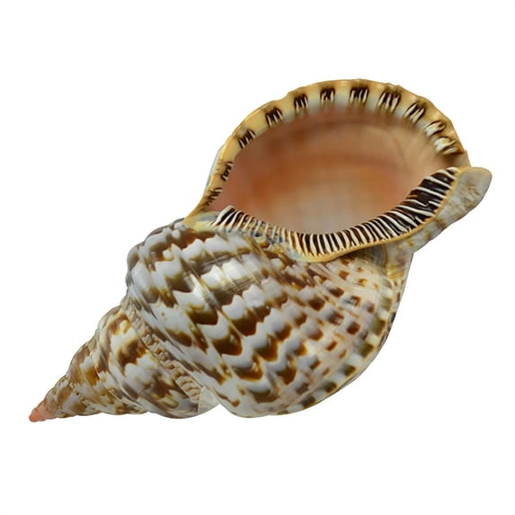 Triton Decorative Shell 10-11