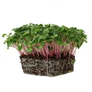 Triton Purple Radish Sprouting Seeds - 4 g Packet 300 Seeds - Non-GMO Purple, Red, Green Sprouts- Sprout and Microgreen Radishes