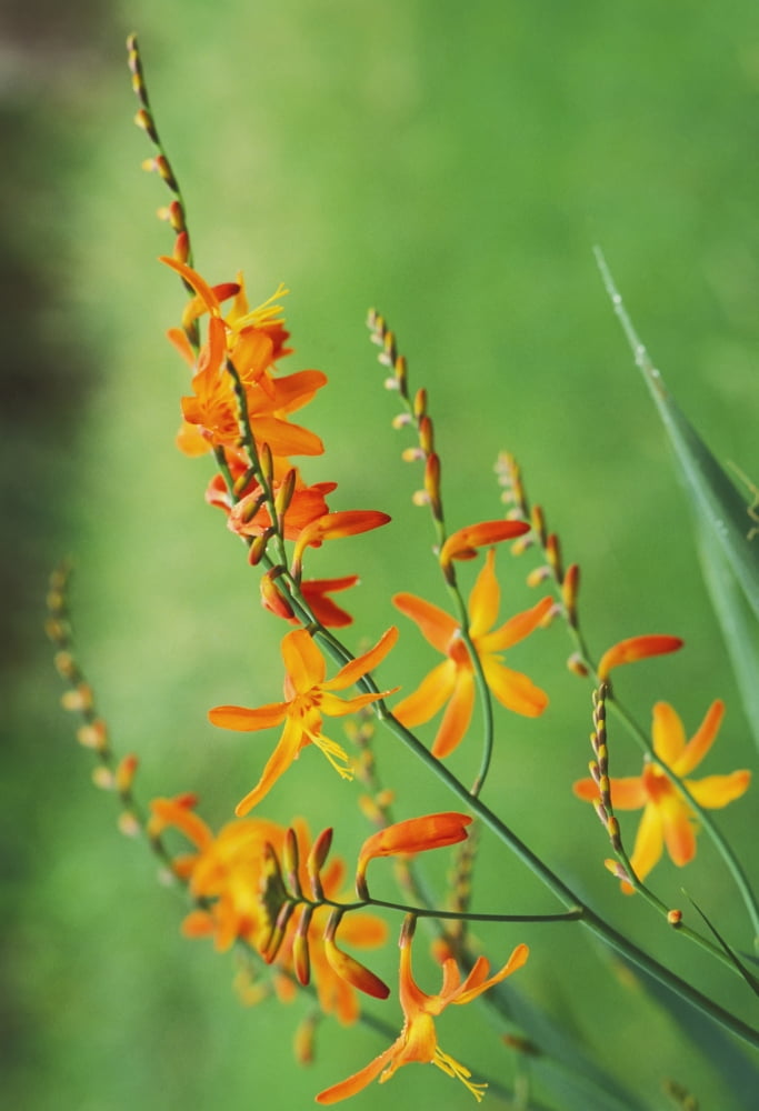 Tritonia Crocosmiflora Flowers Orange Growing In The Wild Blurry Green Background (Tritonia Pottsii X Crocosma Aurea) Canvas Art - Greg Vaughn  Design Pics (24 x 34)