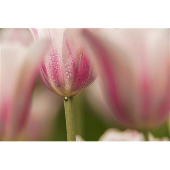 Triumph Tulip Inistress Mystic Brooklyn Botanic Garden - Brooklyn New York United States of America Poster Print by F. M. Kearney - 19 x 12