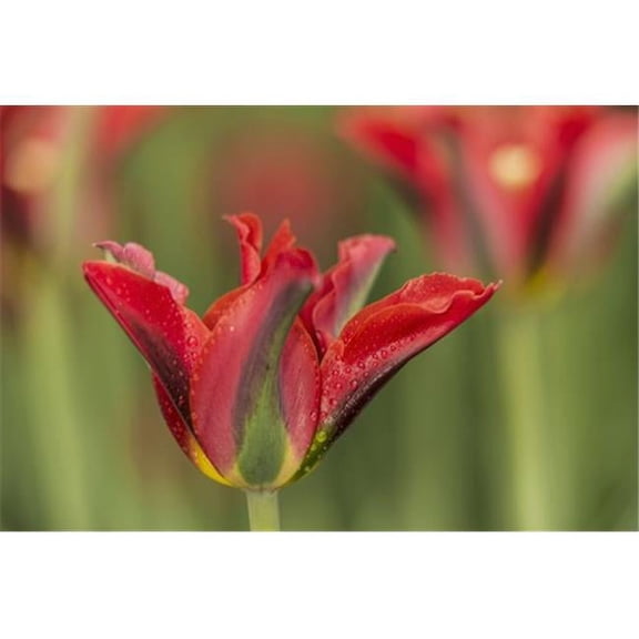 Triumph Tulip Pimpernel Green Brooklyn Botanic Garden - Brooklyn New York United States of America Poster Print by F. M. Kearney - 19 x 12