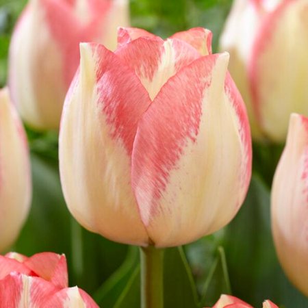 Triumph Tulip-'Spryng Sunrise'-Vibrant spring blooms 100 in Box