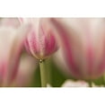 thumbnail image 1 of Triumph tulip Inistress Mystic Brooklyn Botanic Garden; Brooklyn New York United States of America, 1 of 3