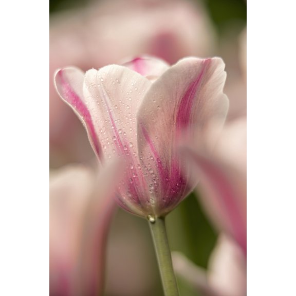 Triumph tulip Inistress Mystic Brooklyn Botanic Garden; Brooklyn New York United States of America
