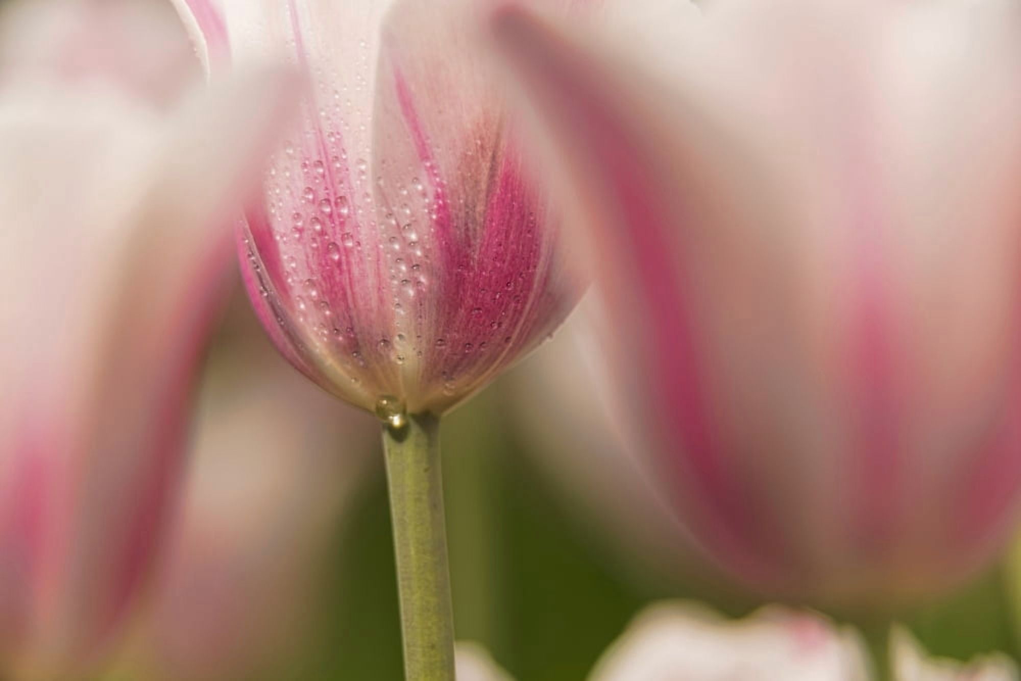Triumph tulip Inistress Mystic (tulipa) Brooklyn Botanic Garden Brooklyn New York United States of America Canvas Art - F M Kearney Design Pics (19 x 12)