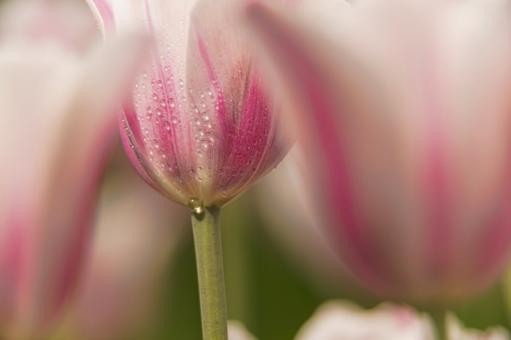 Triumph tulip Inistress Mystic (tulipa) Brooklyn Botanic Garden Brooklyn New York United States of America Canvas Art - F M Kearney Design Pics (38 x 24)