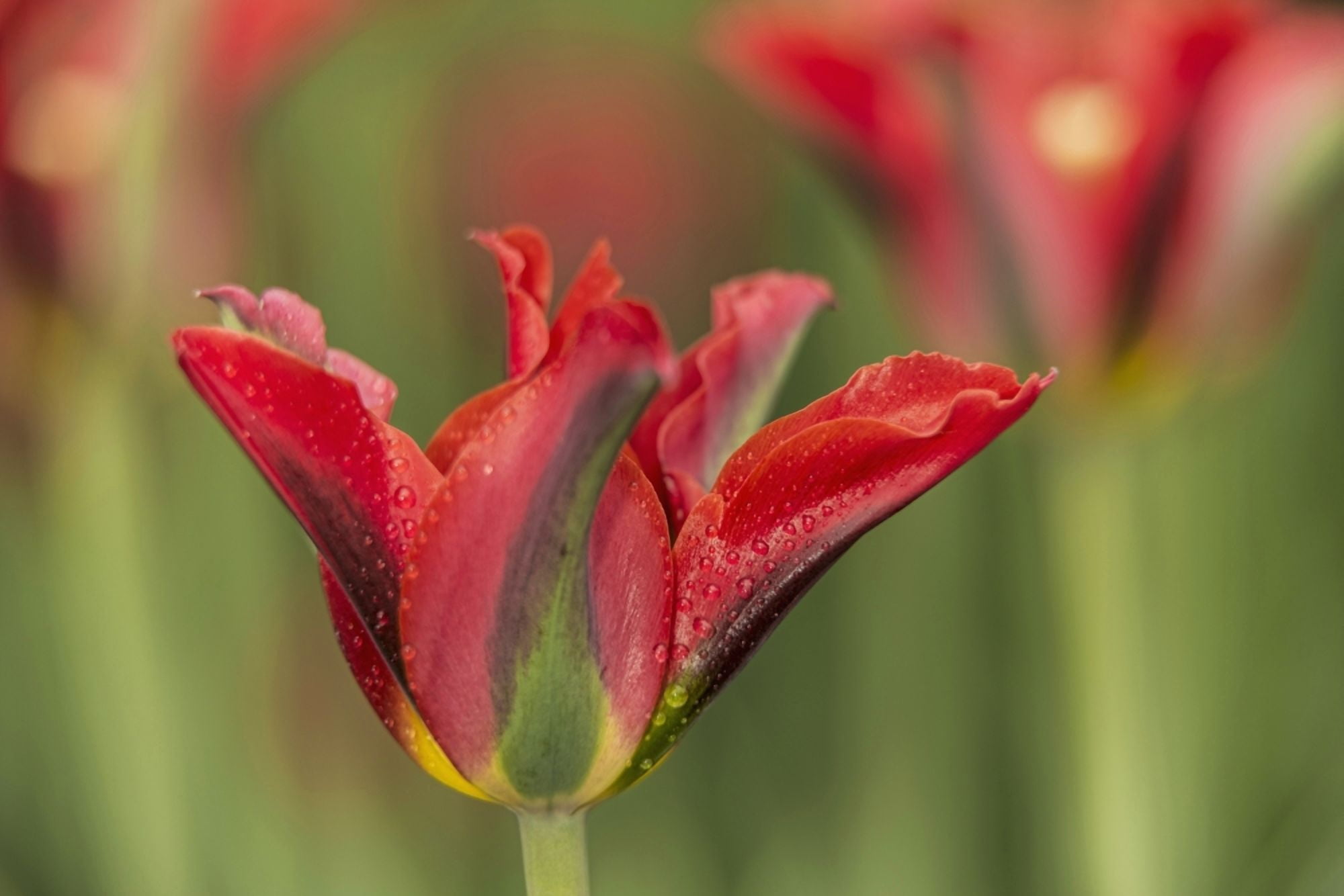 Triumph tulip Pimpernel (viridiflora) green Brooklyn Botanic Garden Brooklyn New York United States of America Canvas Art - F M Kearney Design Pics (19 x 12)