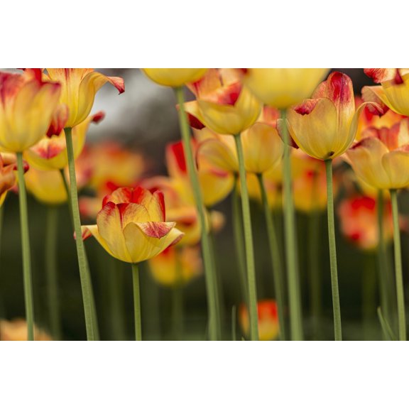 Triumph tulip Suncatcher Brooklyn Botanic Garden; Brooklyn New York United States of America